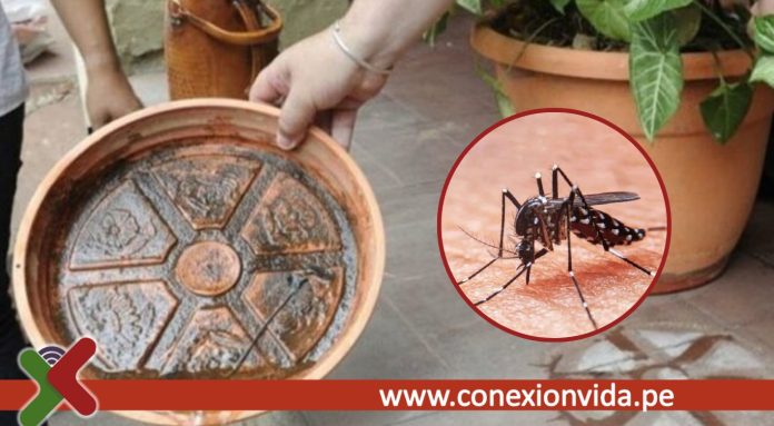 Dengue en Perú Principales focos de reproducción del zancudo Aedes Aegypti que tienes en casa