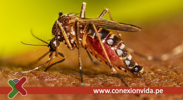 Dengue en Lima alcanza cifras históricas Capital supera los 12 mil casos (2)